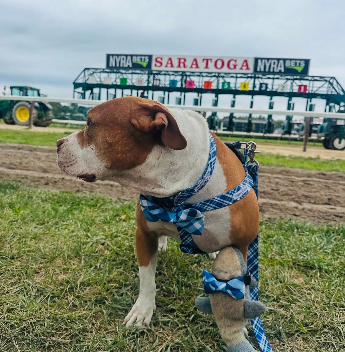 Step in Style Harness