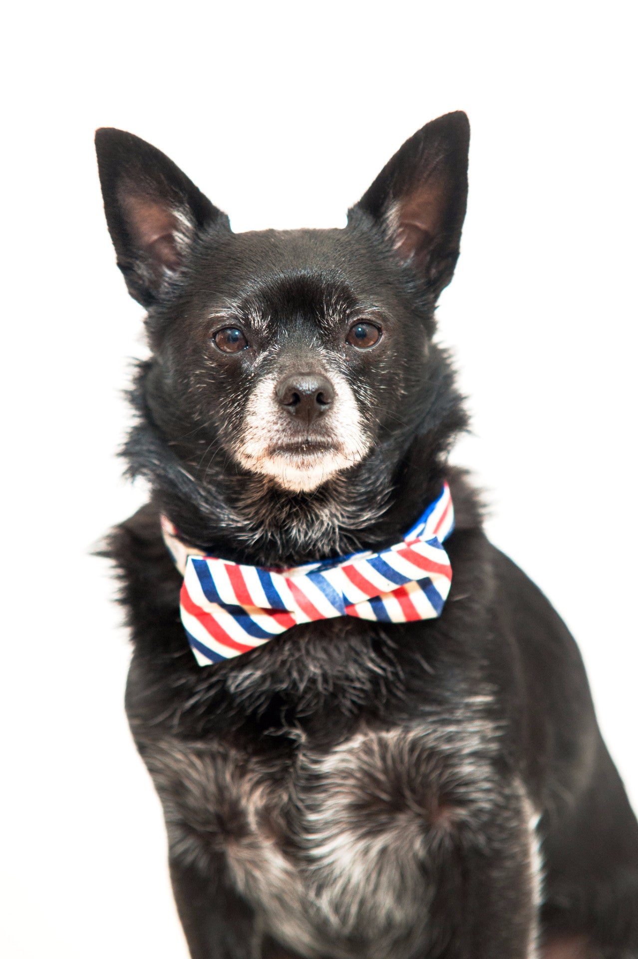 Red, White and Blue Bow Tie