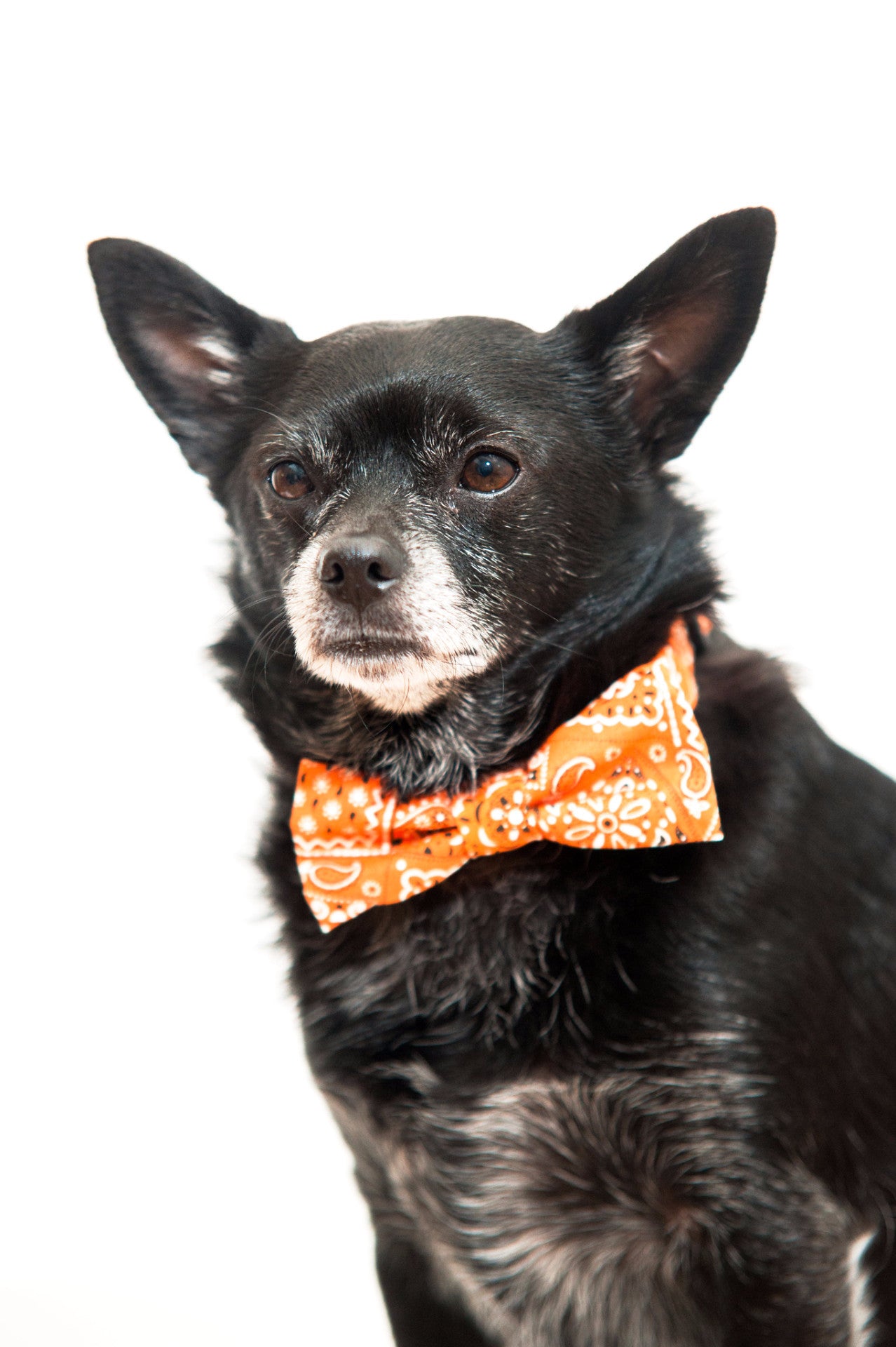 Orange Bandana Bow Tie