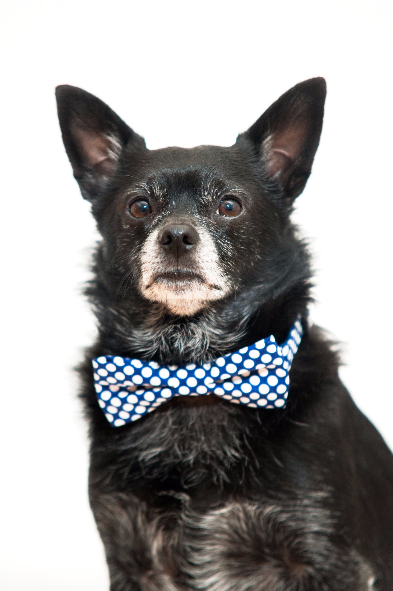 Blue and White Large Polka Dot Bow Tie