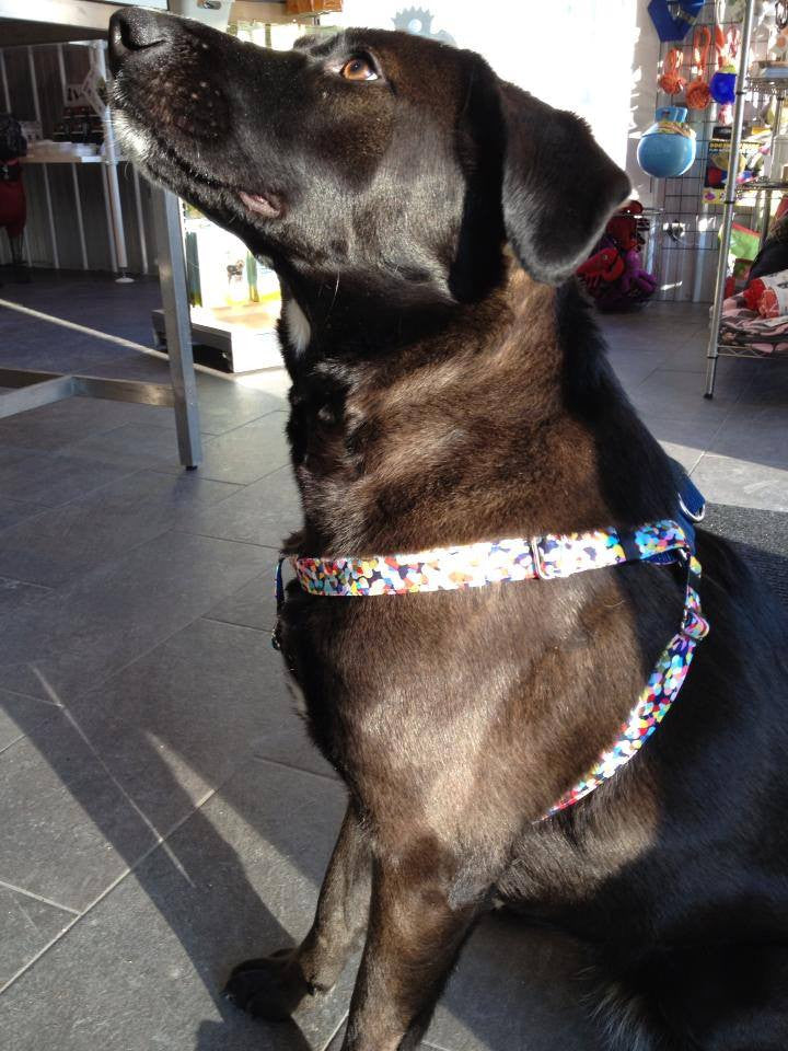 Step in Style Harness