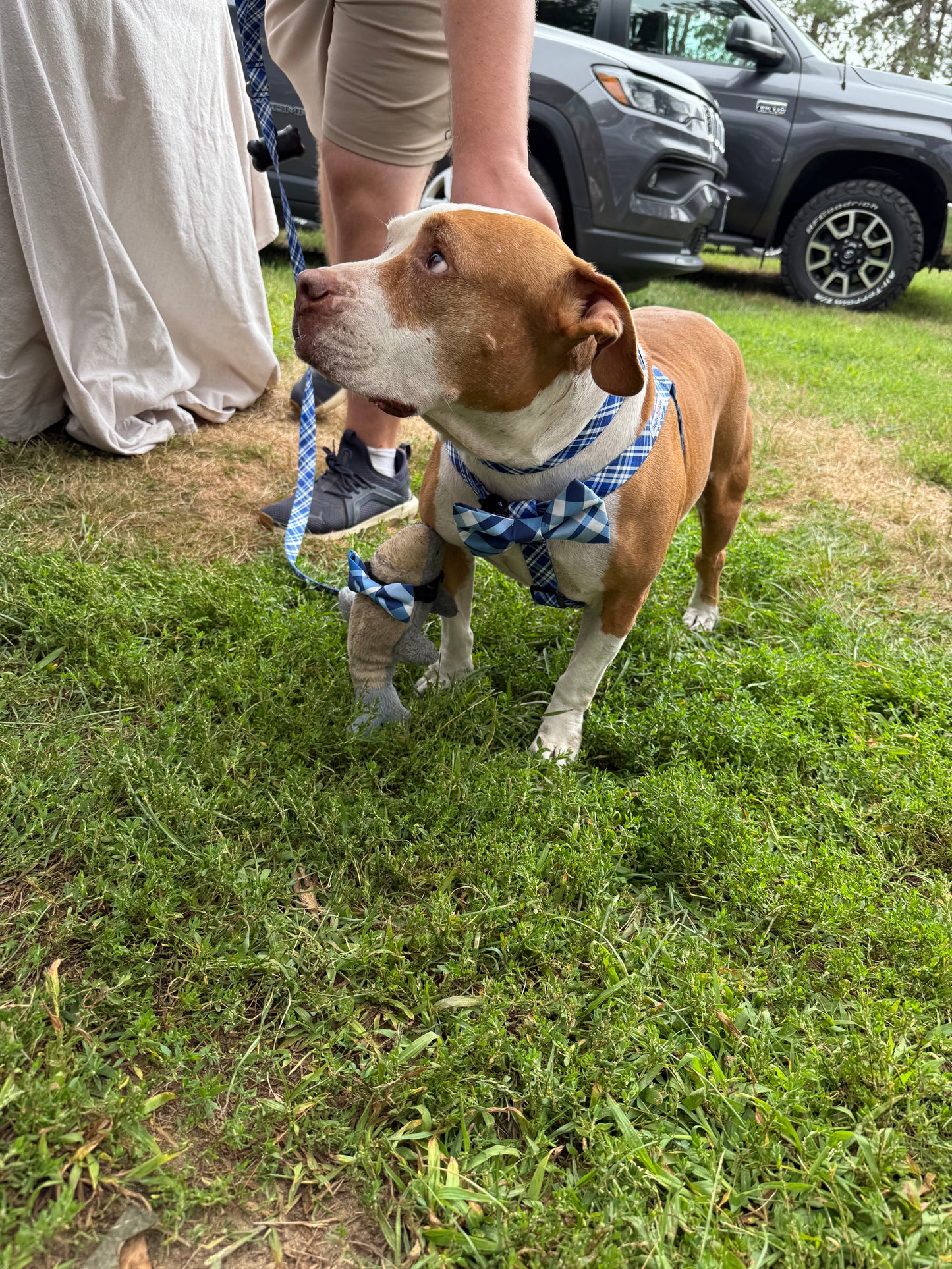 Step in Style Harness