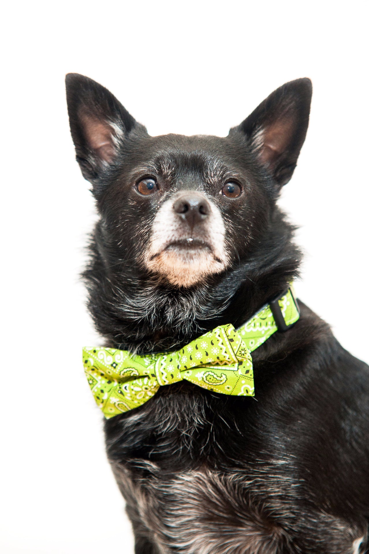 Pink Bandana Bow Tie