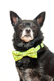 Pink Bandana Bow Tie
