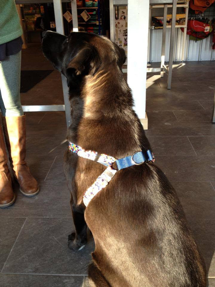 Step in Style Harness